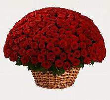 Премиум букет из: Розы в Новобейсугской